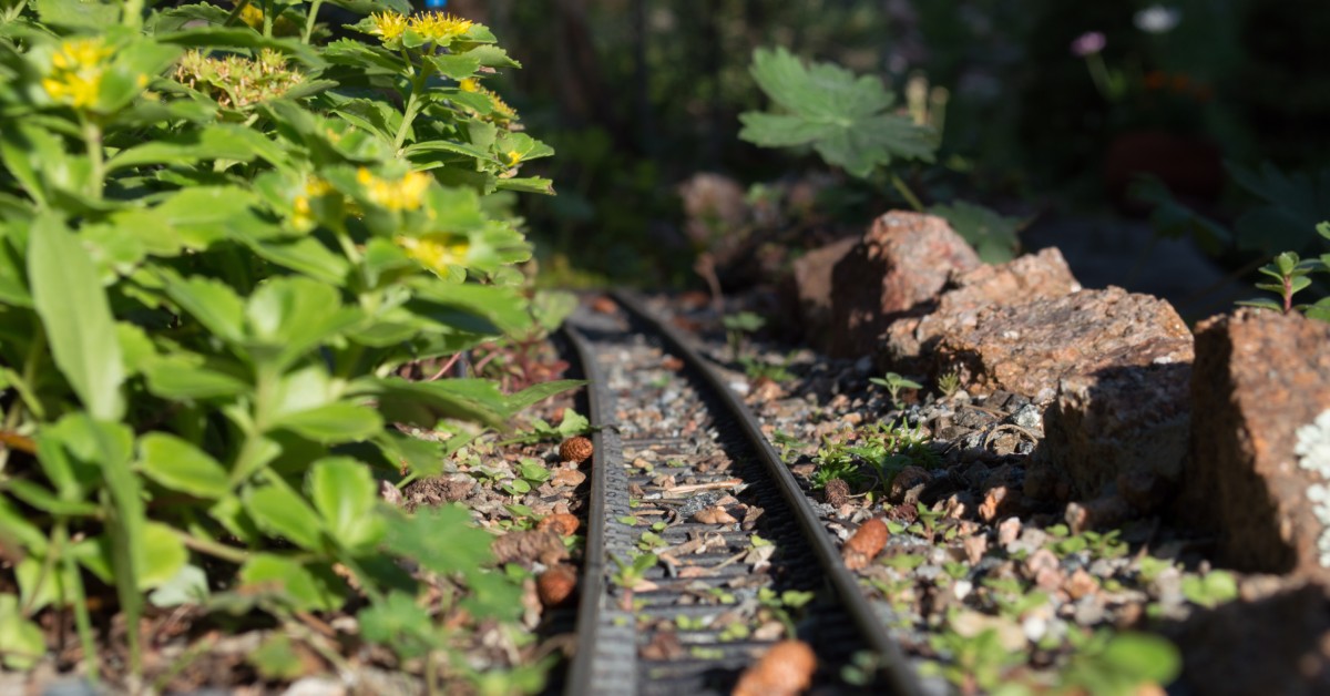 The view from a model train's track. The track is cutting through bunches of model scale foliage and rocks.