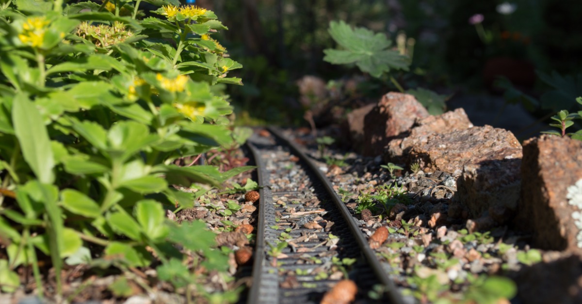 A set of model train tracks outside in a garden. The tracks are cutting through some foliage on either side.